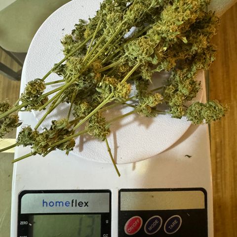 AK-47 growlog timeline photo