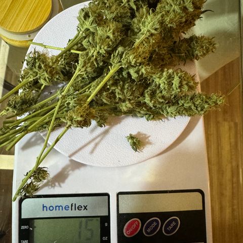 Pre98 x Kush growlog timeline photo