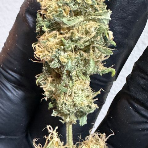 AK-47 growlog timeline photo