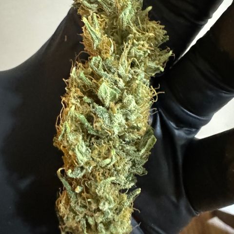 Pre98 x Kush growlog timeline photo