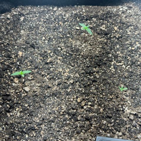 Red Strawberry Banana Auto (3x) growlog timeline photo