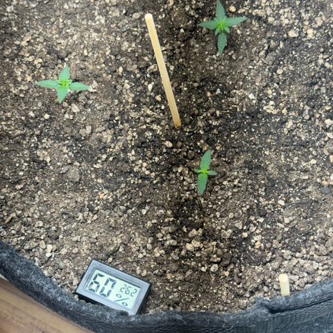 Red Strawberry Banana Auto (3x) growlog timeline photo