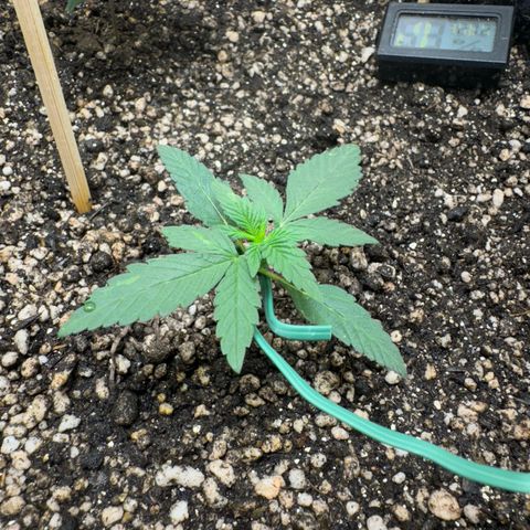 Red Strawberry Banana Auto (3x) growlog timeline photo