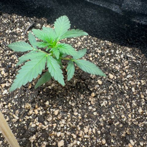 Red Strawberry Banana Auto (3x) growlog timeline photo