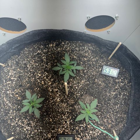 Red Strawberry Banana Auto (3x) growlog timeline photo