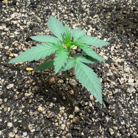 Red Strawberry Banana Auto (3x) growlog timeline photo