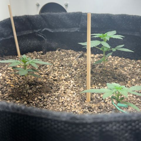 Red Strawberry Banana Auto (3x) growlog timeline photo