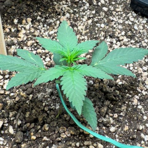 Red Strawberry Banana Auto (3x) growlog timeline photo