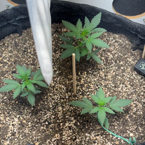 Red Strawberry Banana Auto (3x) growlog timeline photo