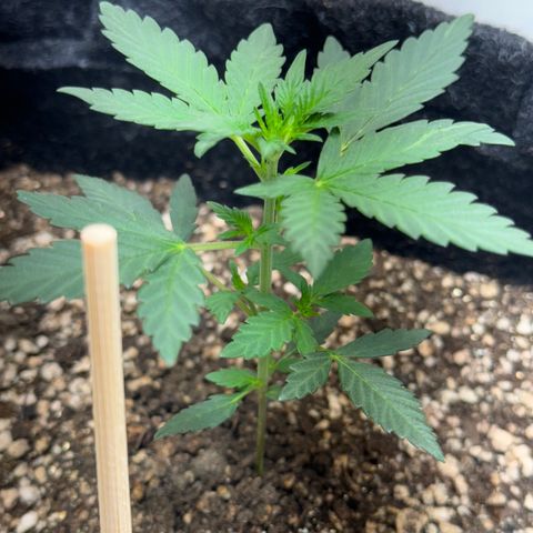Red Strawberry Banana Auto (3x) growlog timeline photo