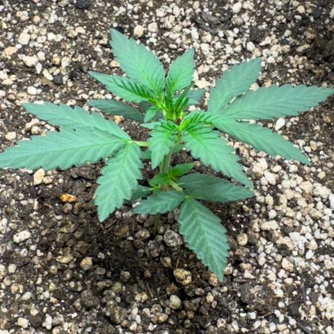 Red Strawberry Banana Auto (3x) growlog timeline photo