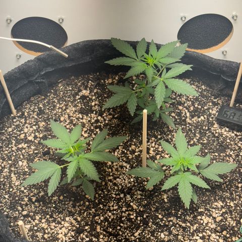 Red Strawberry Banana Auto (3x) growlog timeline photo