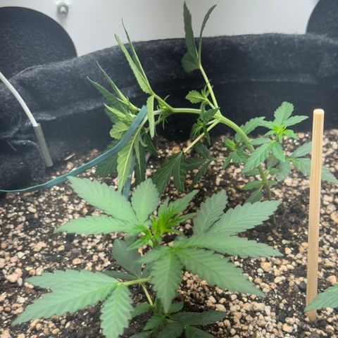 Red Strawberry Banana Auto (3x) growlog timeline photo