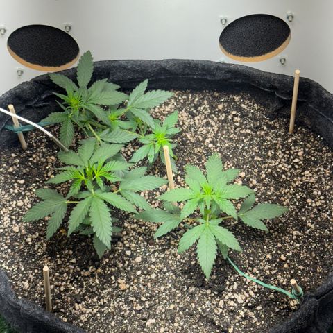 Red Strawberry Banana Auto (3x) growlog timeline photo
