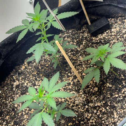 Red Strawberry Banana Auto (3x) growlog timeline photo