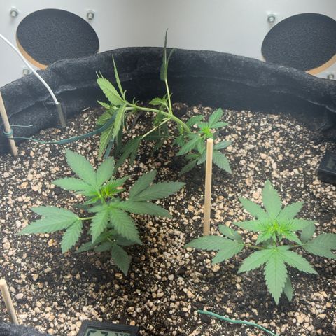 Red Strawberry Banana Auto (3x) growlog timeline photo