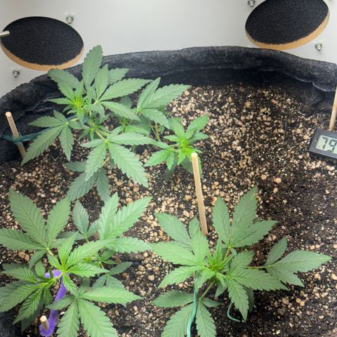 Red Strawberry Banana Auto (3x) growlog timeline photo