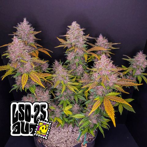 LSD Auto (3x) growlog in Growbox Compacta