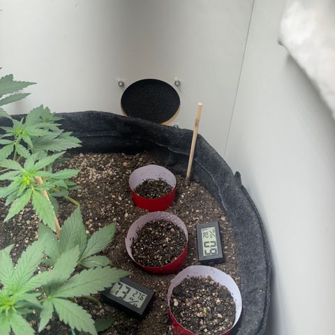 LSD Auto (3x) growlog photo