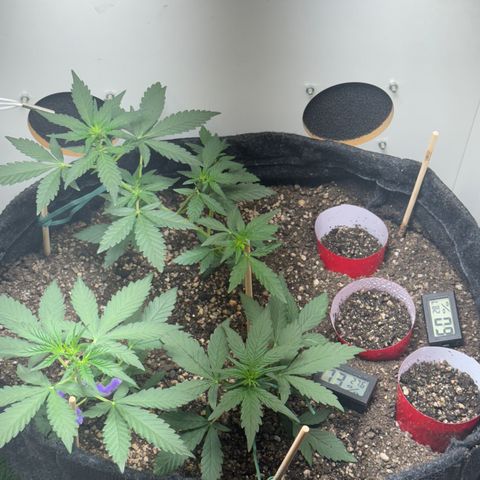 Red Strawberry Banana Auto (3x) growlog timeline photo