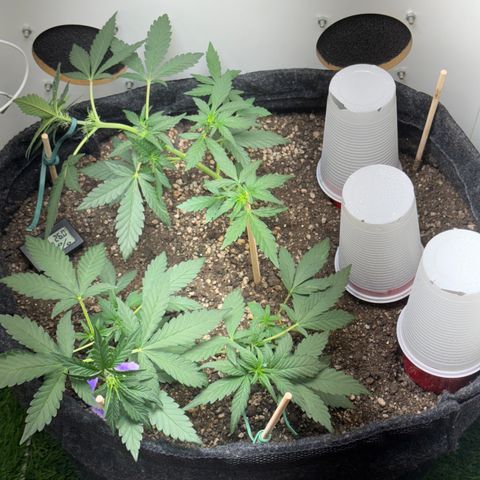 Red Strawberry Banana Auto (3x) growlog timeline photo