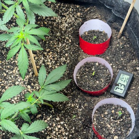 LSD Auto (3x) growlog photo