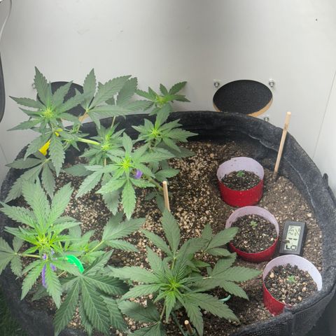 LSD Auto (3x) growlog photo