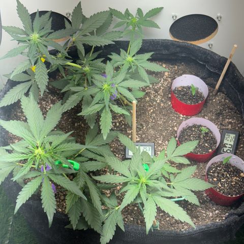 Red Strawberry Banana Auto (3x) growlog timeline photo