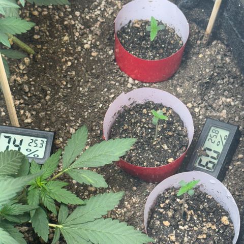 LSD Auto (3x) growlog photo
