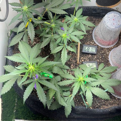 Red Strawberry Banana Auto (3x) growlog timeline photo