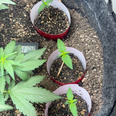LSD Auto (3x) growlog timeline photo