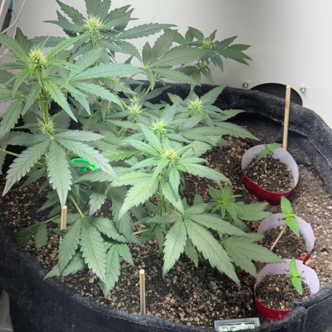 Red Strawberry Banana Auto (3x) growlog timeline photo