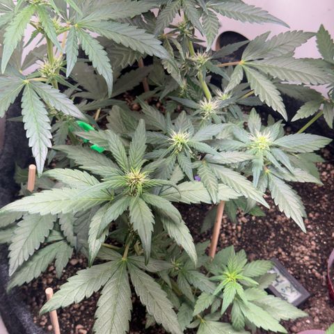 Red Strawberry Banana Auto (3x) growlog timeline photo