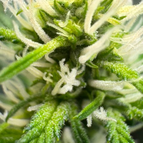 Red Strawberry Banana Auto (3x) growlog photo: Pelo menos 1 Red