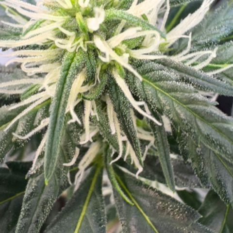 Red Strawberry Banana Auto (3x) growlog photo: Pelo menos 1 Red