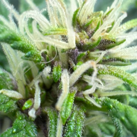 Red Strawberry Banana Auto (3x) growlog photo: Pelo menos 1 Red
