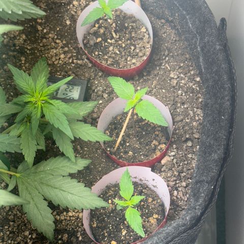 LSD Auto (3x) growlog timeline photo