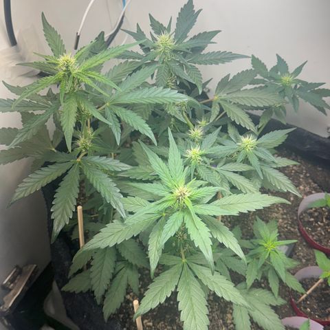 Red Strawberry Banana Auto (3x) growlog timeline photo