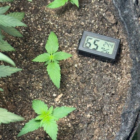 LSD Auto (3x) growlog timeline photo