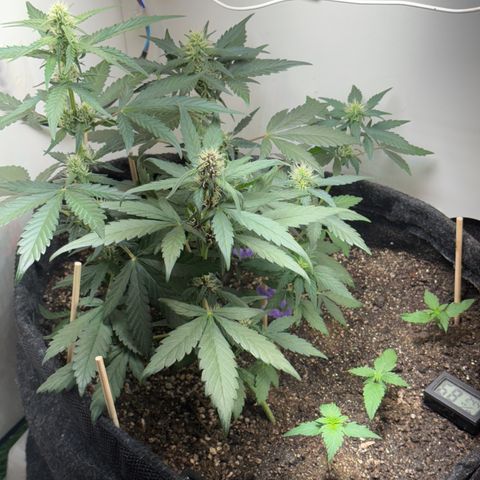 Red Strawberry Banana Auto (3x) growlog timeline photo