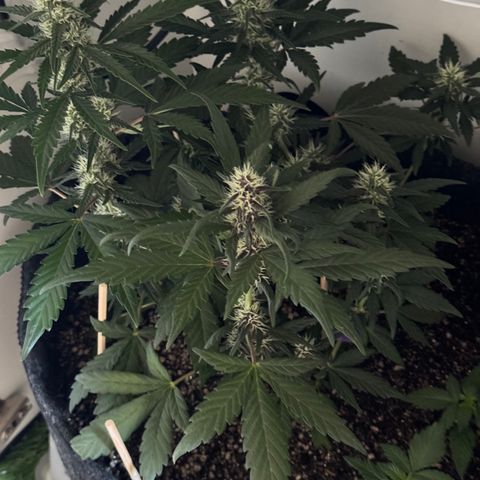 Red Strawberry Banana Auto (3x) growlog timeline photo
