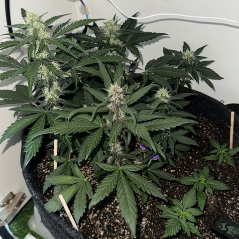 Red Strawberry Banana Auto (3x) growlog timeline photo