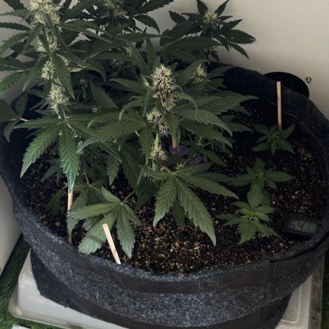 Red Strawberry Banana Auto (3x) growlog timeline photo
