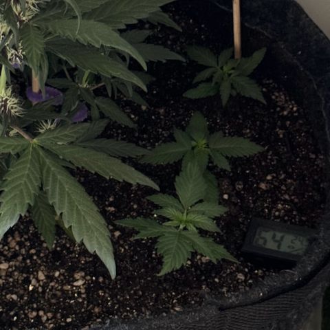 LSD Auto (3x) growlog timeline photo