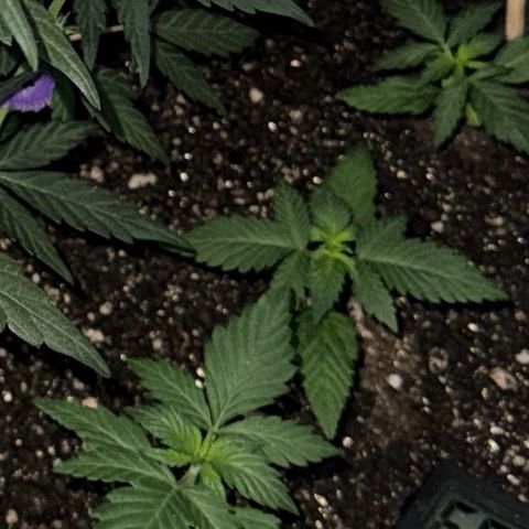 LSD Auto (3x) growlog timeline photo