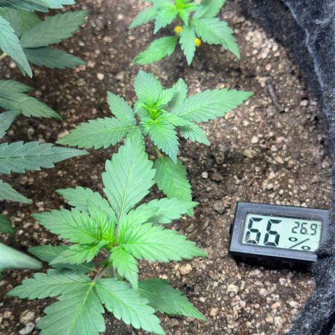 LSD Auto (3x) growlog timeline photo