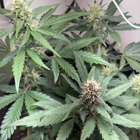 Red Strawberry Banana Auto (3x) growlog timeline photo