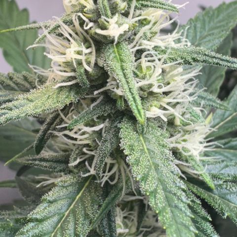 Red Strawberry Banana Auto (3x) growlog timeline photo