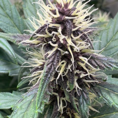 Red Strawberry Banana Auto (3x) growlog timeline photo