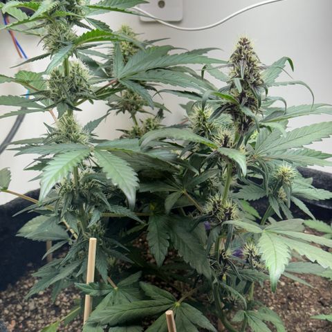 Red Strawberry Banana Auto (3x) growlog timeline photo